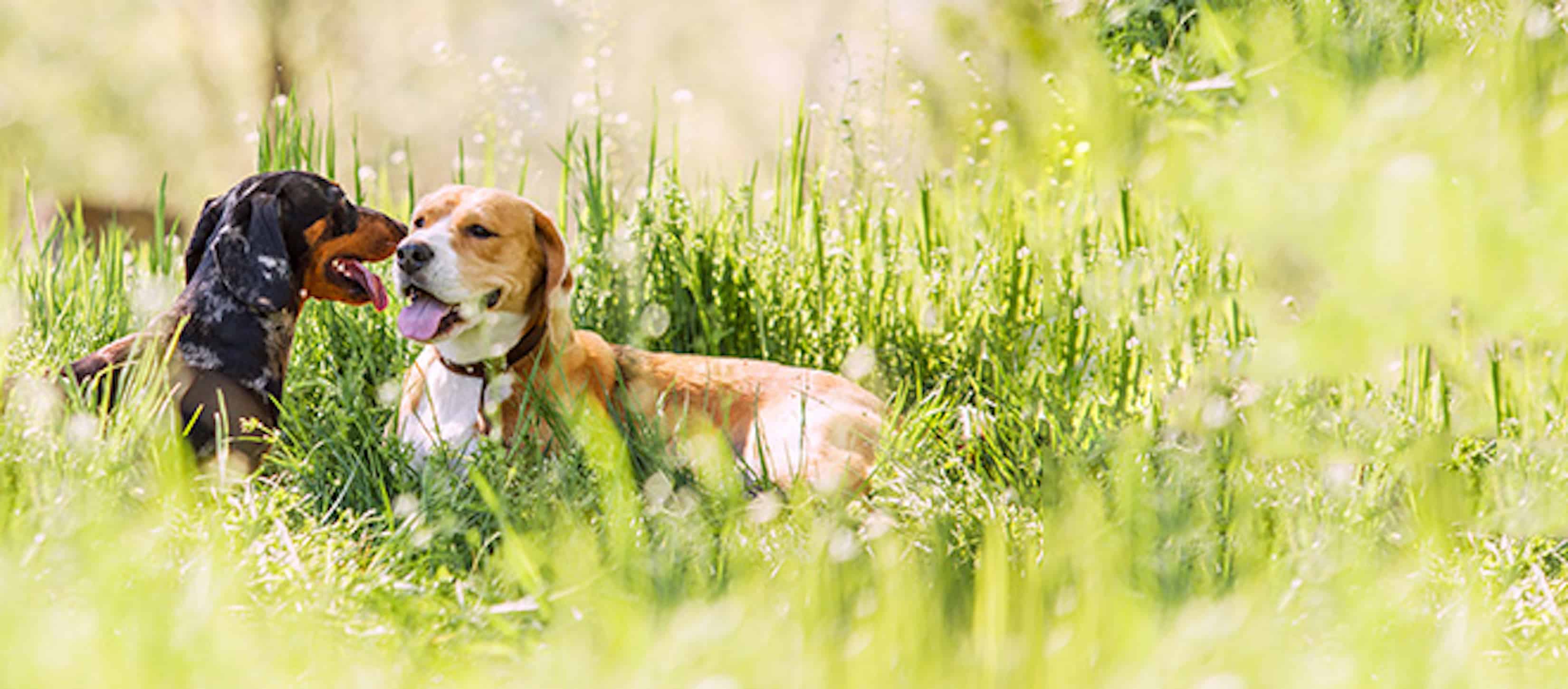 Pets find out. Баннер собаки. Кошки и собаки. Баннер с изображением собаки. Баннер собак для щенков.